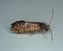 Attēlu rezultāti vaicājumam “Eriocraniidae”