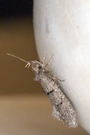 Attēlu rezultāti vaicājumam “Luquetia lobella”