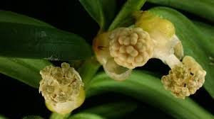 Attēlu rezultāti vaicājumam “Taxus baccata male flower”