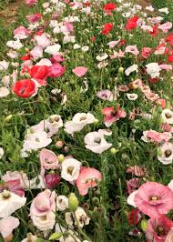 Image result for Papaver rhoeas 'Shirley'