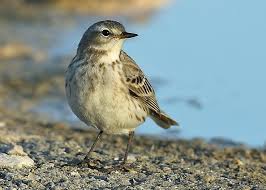 Image result for Anthus spinoletta