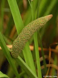 Attēlu rezultāti vaicājumam “Acorus calamus fruit”