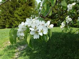 Attēlu rezultāti vaicājumam “Pyrus pyraster leaf”