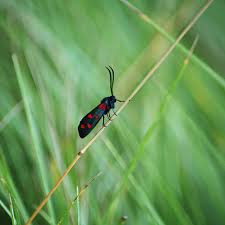Attēlu rezultāti vaicājumam “Zygaena sp.”