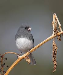 Image result for Junco hyemalis