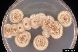 Attēlu rezultāti vaicājumam “Penicillium vulpinum”