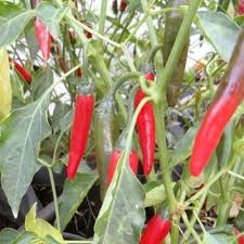 Afbeeldingsresultaat voor chile de arbol hot pepper