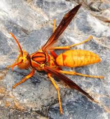 Attēlu rezultāti vaicājumam “Polistes”