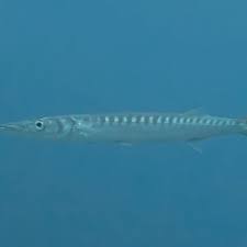 Image result for Sphyraena viridensis