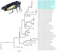 Attēlu rezultāti vaicājumam “Sciara analis”