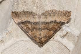 Attēlu rezultāti vaicājumam “Larentia clavaria”