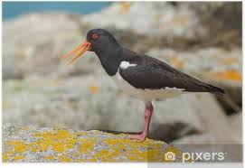 Attēlu rezultāti vaicājumam “Haematopus ostralegus”