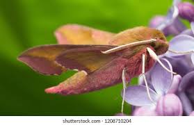 Attēlu rezultāti vaicājumam “Deilephila elpenor imago”