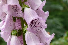 Attēlu rezultāti vaicājumam “Digitalis purpurea flower”