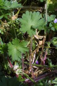 Attēlu rezultāti vaicājumam “Geranium molle flower”