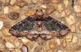 Attēlu rezultāti vaicājumam “Paracorymbia maculicornis imago”