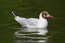 Attēlu rezultāti vaicājumam “Larus ridibundus adult”