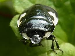 Attēlu rezultāti vaicājumam “Tritomegas bicolor imago”