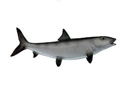 Image result for Albula vulpes