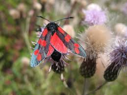Attēlu rezultāti vaicājumam “Zygaena filipendulae exuvia”