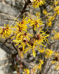 Attēlu rezultāti vaicājumam “Eranthis hyemalis flower”