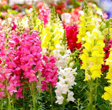 Image result for Antirrhinum majus maximum
