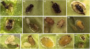 Attēlu rezultāti vaicājumam “Trioza dispar nymph”