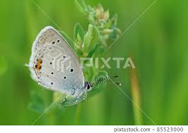 Attēlu rezultāti vaicājumam “Everes argiades”