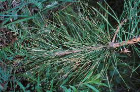 Attēlu rezultāti vaicājumam “Coleosporium sp.”