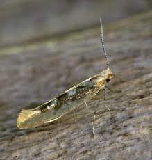 Attēlu rezultāti vaicājumam “Argyresthiidae”