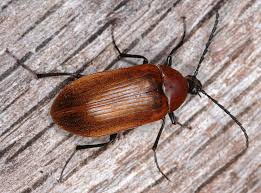 Attēlu rezultāti vaicājumam “Pseudocistela ceramboides”