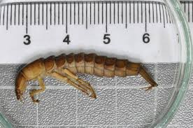 Attēlu rezultāti vaicājumam “Dytiscus sp. larva”