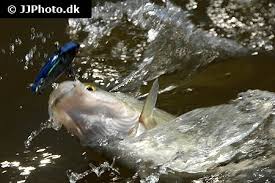 Image result for Morone chrysops