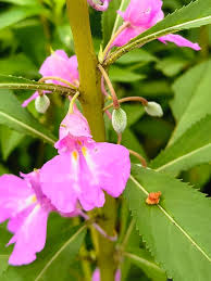 Attēlu rezultāti vaicājumam “Balsaminaceae”
