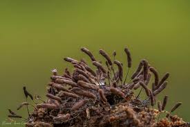 Attēlu rezultāti vaicājumam “Stemonitopsis aequalis var. microspora macro”