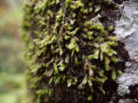 Attēlu rezultāti vaicājumam “Radula complanata sporophyte”