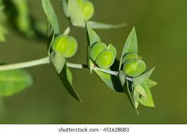 Attēlu rezultāti vaicājumam “Euphorbia palustris fruit”