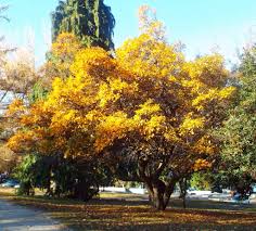 Attēlu rezultāti vaicājumam “Crataegus persimilis”