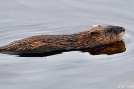 Attēlu rezultāti vaicājumam “Ondatra zibethicus”