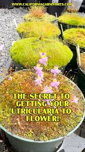 Attēlu rezultāti vaicājumam “Utricularia minor flower”