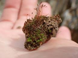 Attēlu rezultāti vaicājumam “Bryoerythrophyllum recurvirostrum sporophyte”