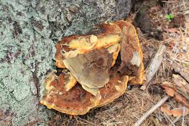 Attēlu rezultāti vaicājumam “Phaeolus schweinitzii”