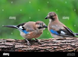 Attēlu rezultāti vaicājumam “Garrulus glandarius adult”