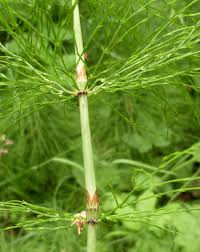 Attēlu rezultāti vaicājumam “Equisetum sylvaticum”