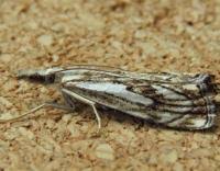 Attēlu rezultāti vaicājumam “Catoptria falsella”