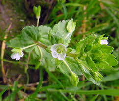 Attēlu rezultāti vaicājumam “Veronica agrestis leaf”
