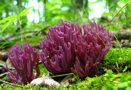 Attēlu rezultāti vaicājumam “Clavulina amethystina”