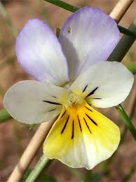 Attēlu rezultāti vaicājumam “Viola tricolor subsp. curtisii flower”