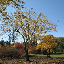 Attēlu rezultāti vaicājumam “Juglans cinerea”