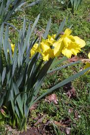 Attēlu rezultāti vaicājumam “Narcissus leaf”